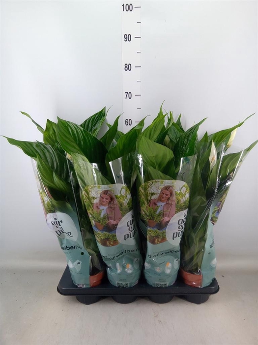 <h4>Spathiphyllum  'Sweet Ricardo'</h4>