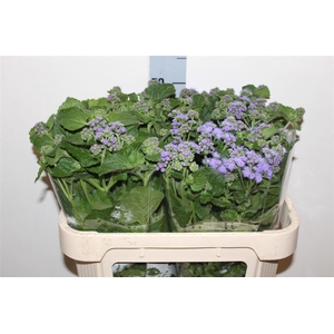 Ageratum H Blue Planet