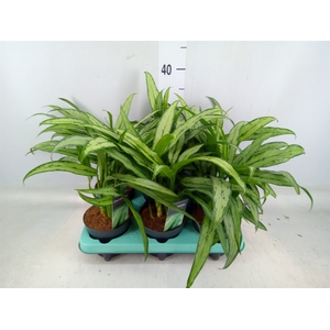 Aglaonema  'Cutlass'