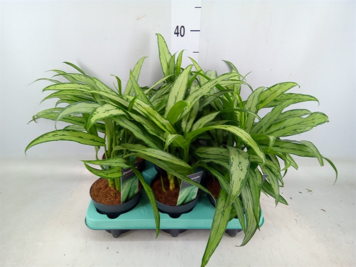 <h4>Aglaonema  'Cutlass'</h4>