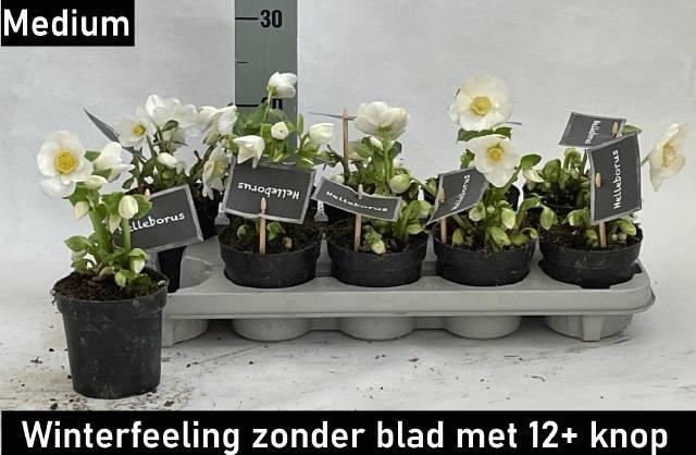 <h4>Hell Ni Winter Fleur P11</h4>