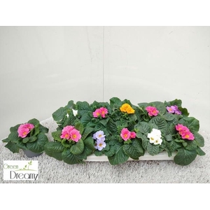 PRIM AC PARADISO GEM