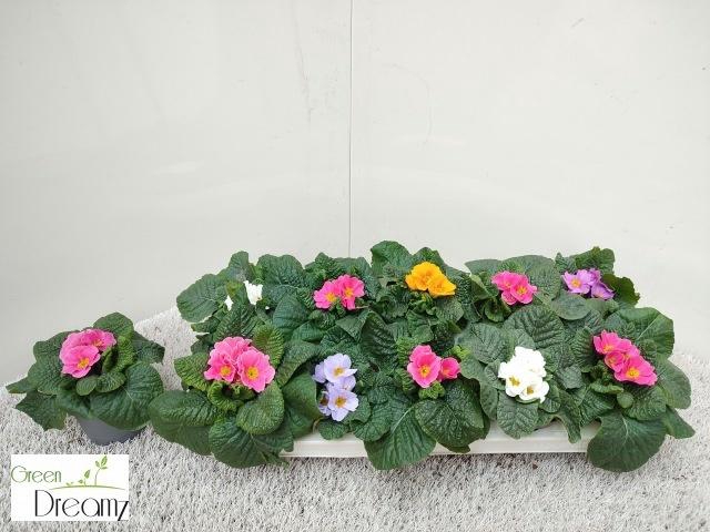 <h4>PRIM AC PARADISO GEM</h4>