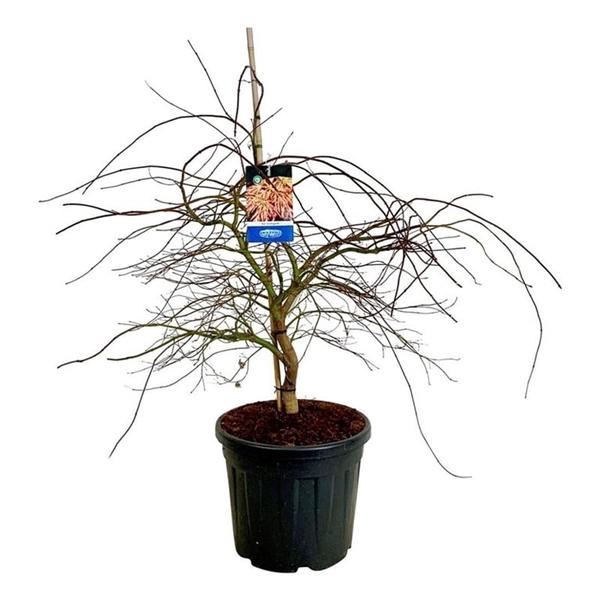 <h4>Acer Ice Dragon ®</h4>