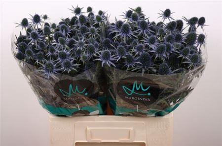 Eryn Perseus Questar