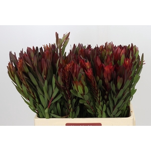 Leucadendron Safari Sunset