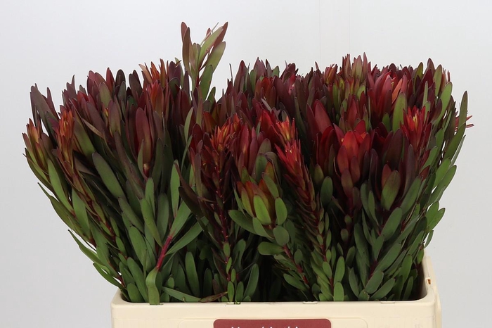 <h4>Leucadendron Safari Sunset</h4>