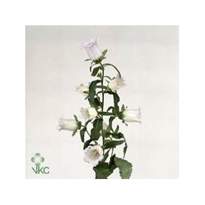 Campanula Champion Lavender