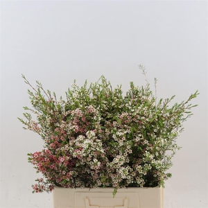 Chamelaucium My Sweet Sixteen