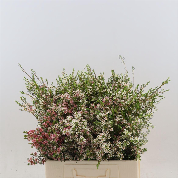 <h4>Chamelaucium My Sweet Sixteen</h4>