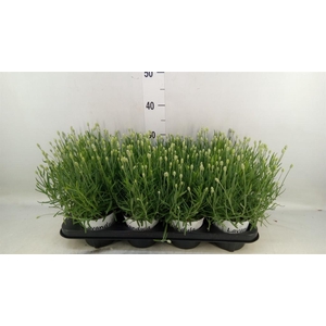 Lavandula angus. 'Aromatico Silver'