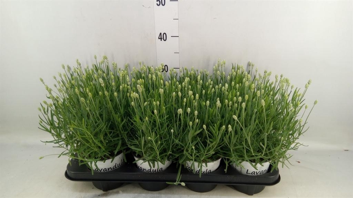 <h4>Lavandula angus. 'Aromatico Silver'</h4>