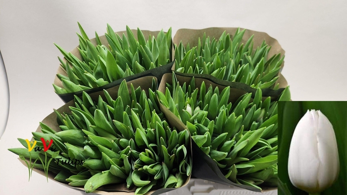 <h4>TU EN ROYAL VIRGIN</h4>