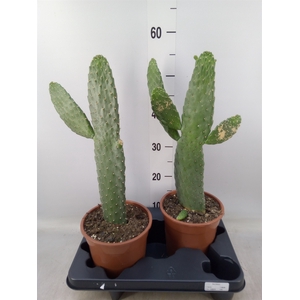 Opuntia