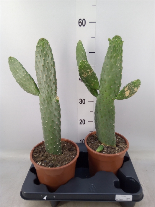 <h4>Opuntia</h4>