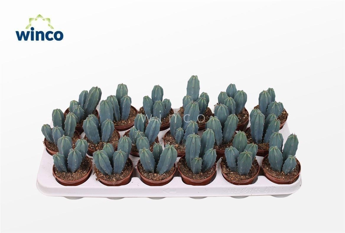 Myrtillocactus Geometrizans