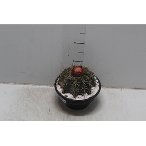 CACTUS COROA DE FRADE C21
