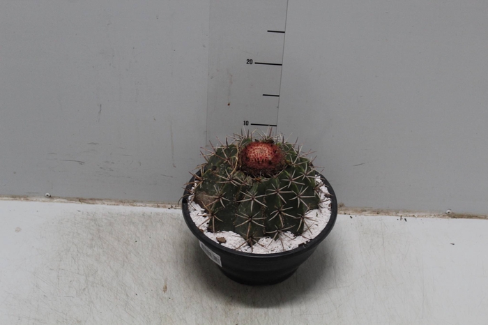 CACTUS COROA DE FRADE C21