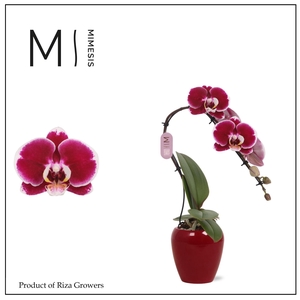 Phalaenopsis Swan Red 1 spike – 7cm in Martine Red Ceramic | Mimesis