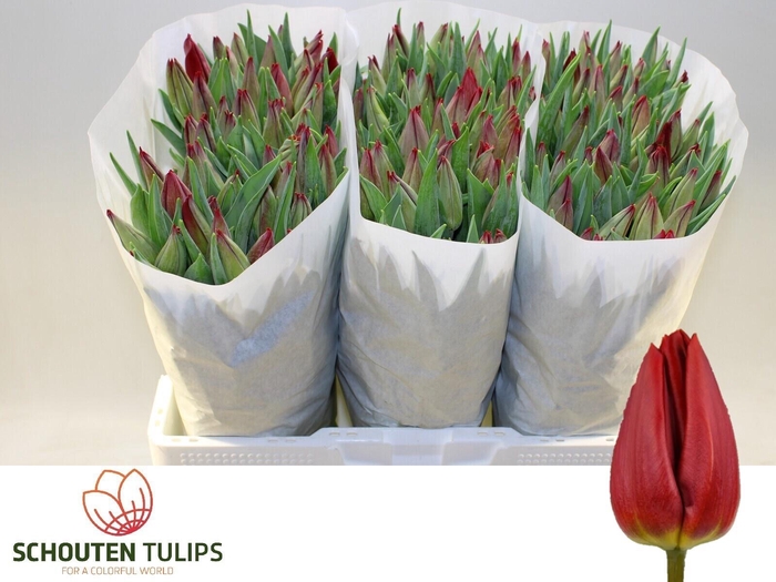 <h4>TU EN RED GOLD</h4>