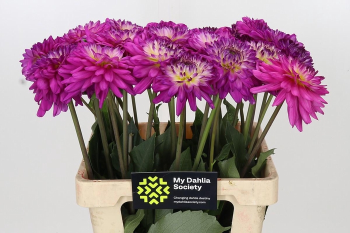 <h4>Dahlia Luca Johanna</h4>