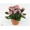 Kalanchoe blos. 'Serenity Softpink'