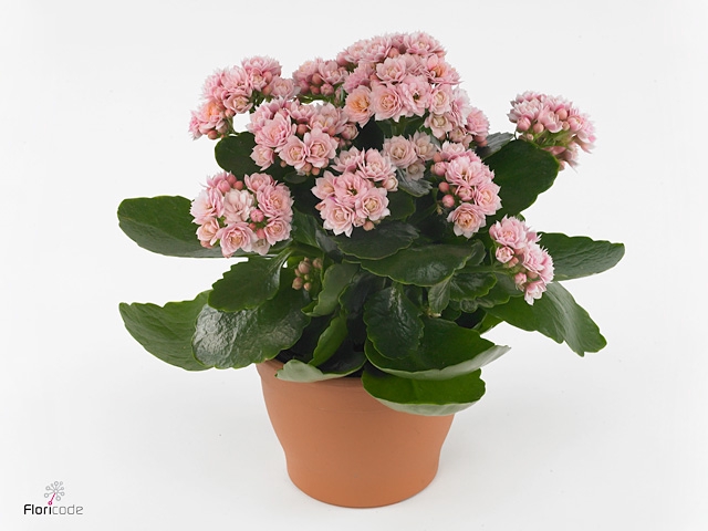 Kalanchoe blos. 'Serenity Softpink'