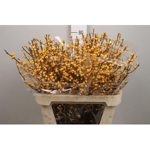 Ilex Ve Golden Verboom