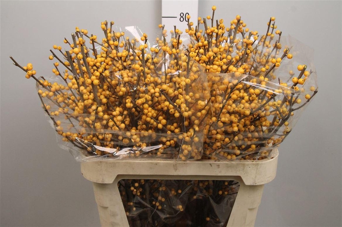 <h4>Ilex Ve Golden Verboom</h4>