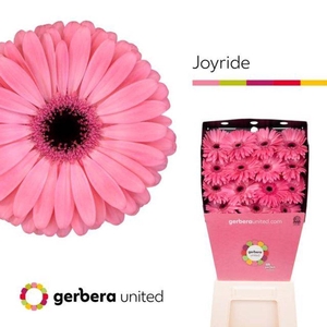Gerbera diamond joyride