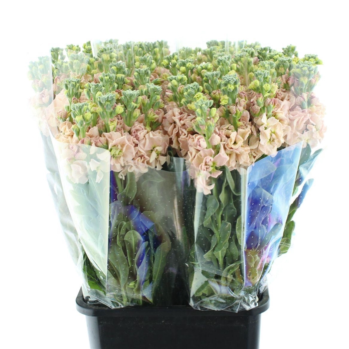 <h4>Matth Iron Apricot</h4>