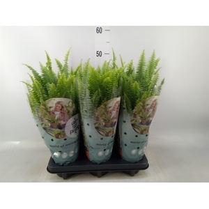 Nephrolepis exal. 'Green Lady'
