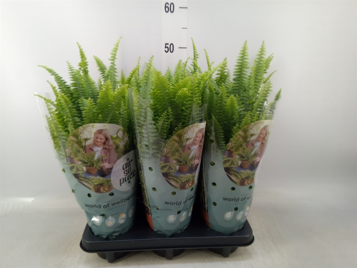 <h4>Nephrolepis exal. 'Green Lady'</h4>