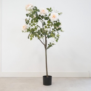 Af Rosa In Pot H155cm L.pink