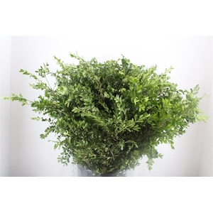 Buxus Green P Bunch
