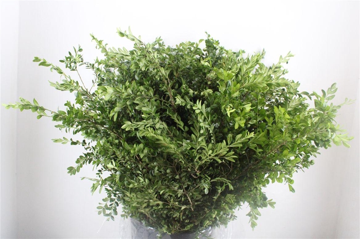 <h4>Buxus Green P Bunch</h4>