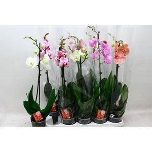 PHAL GEM