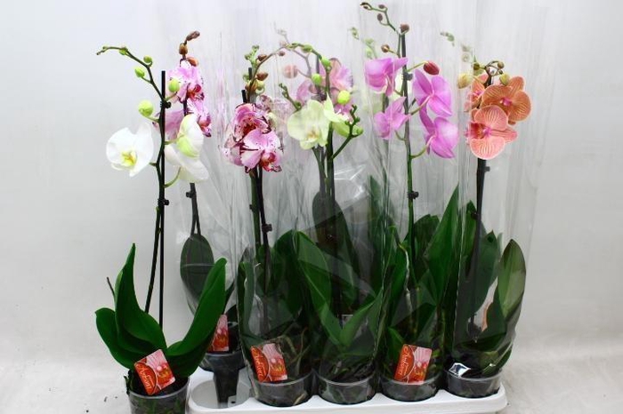 <h4>PHAL GEM</h4>