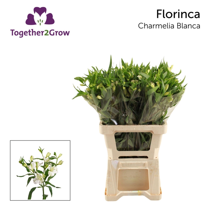 <h4>ALSTR CHARMELIA BLANCA ALST FL CHAR</h4>