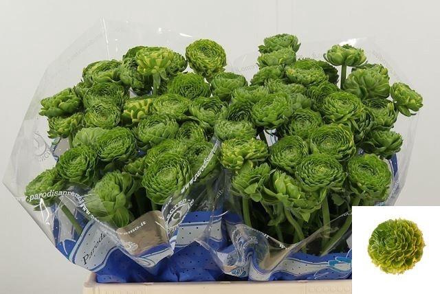 <h4>RAN PON PON FLORA</h4>