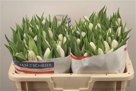 <h4>Tu En White Prince</h4>