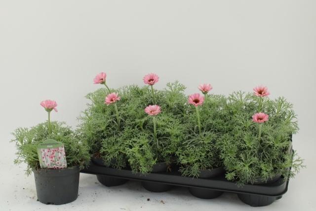 <h4>RHODAN H ZAGORA PINK</h4>