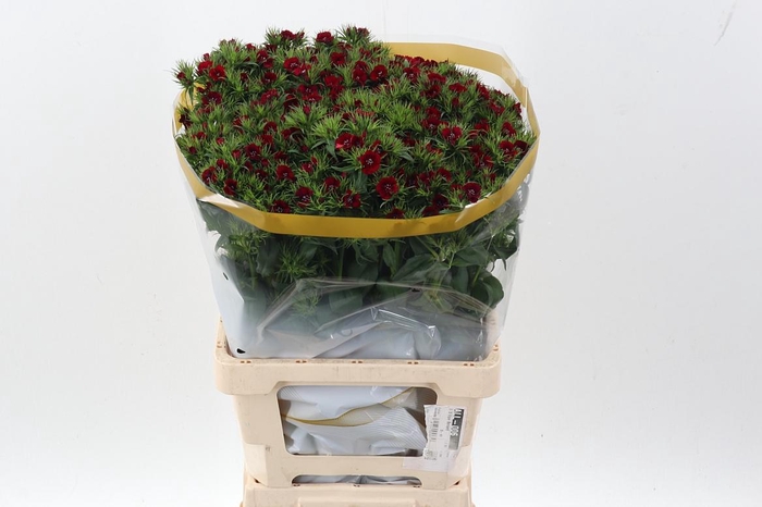 <h4>Di Barb S Will Red</h4>