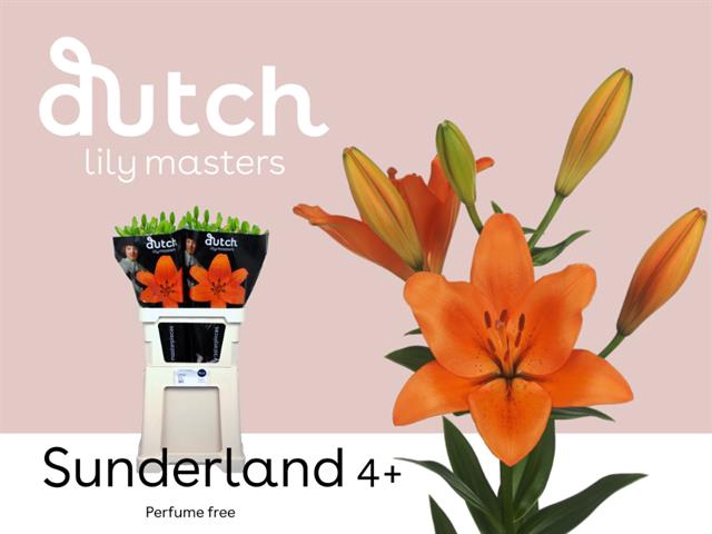 <h4>Lilium la sunderland</h4>