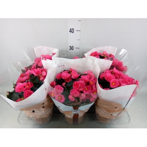 Begonia elat. HL 'Adonia Pink'