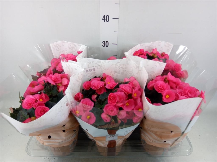 <h4>Begonia elat. HL 'Adonia Pink'</h4>