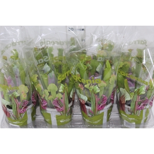 CARNIVORA SARRACENIA BARBA GREEN P12