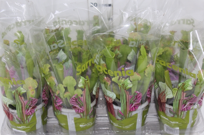 <h4>CARNIVORA SARRACENIA BARBA GREEN P12</h4>