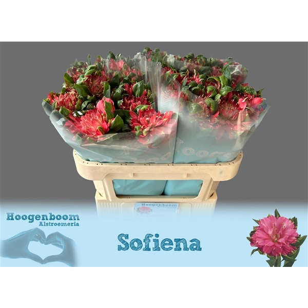 <h4>Alstr Fashionista Sofiena 70 cm Hoogenboom</h4>