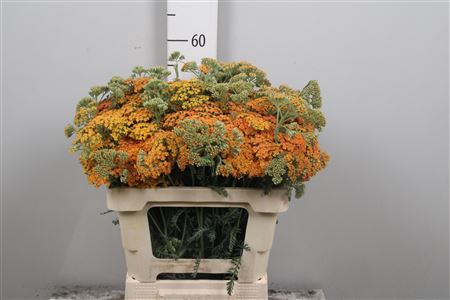 <h4>Achil Terracotta</h4>